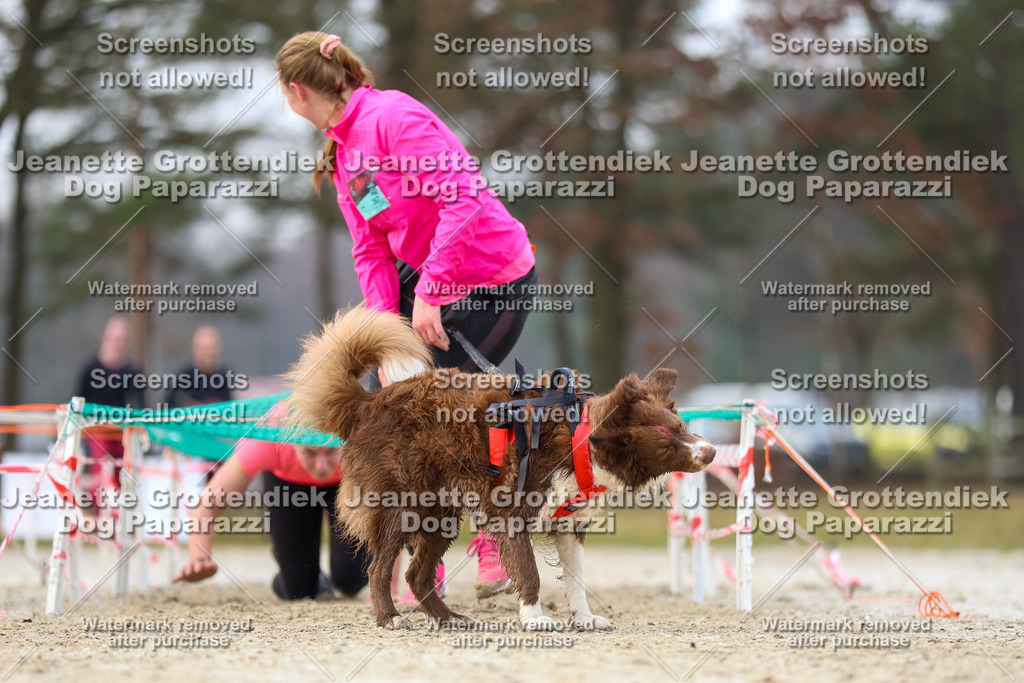 Dog Paparazzi - Strongdog North Mrz26-4077 | Dog Paparazzi Jeanette Grottendiek Fotografie & Videografie - Realisiert mit Pictrs.com
