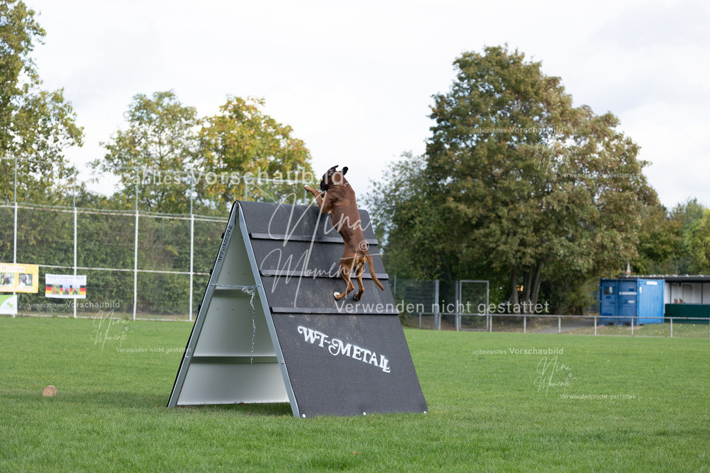 _16A6776 | Einzigartige Fotos von Hunden & Menschen –Actionfotos, Portraits, Vereinsaufnahmen & Paarshootings – authentisch, lebendig & mit Herz.