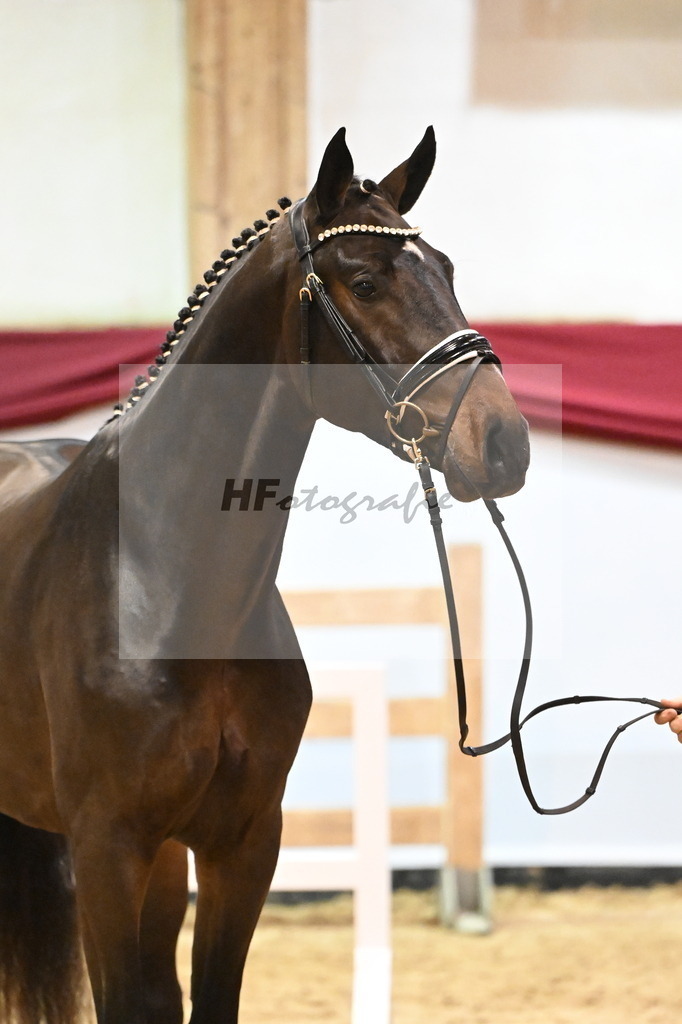 Kat-Nr. 18 Coeur de Bella Donna x Contendro I_Gestuet Greim_47241203 | hf-fotografie - Realizzato con Pictrs.com