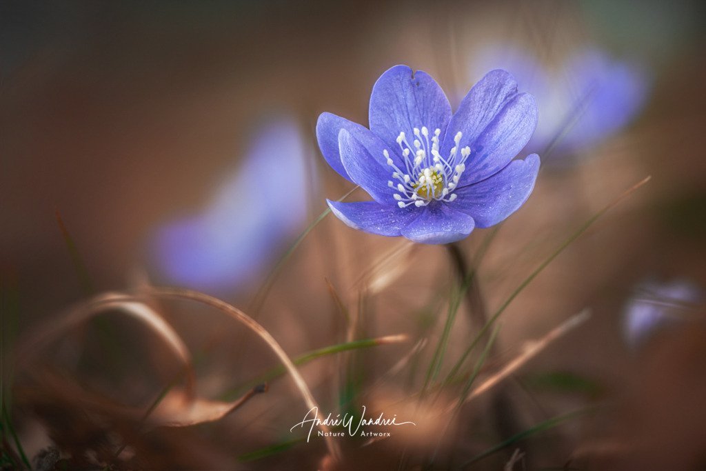 Leberblümchen (2) | Andre Wandrei - Nature Artworx - Realisiert mit Pictrs.com