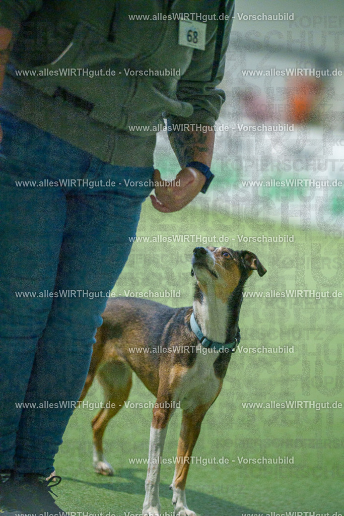 7R503812 | Professionelle Tierfotografie in Mönchengladbach von Daniel Wirth (allesWIRTHgut). Liebevolle & natürliche Bilder von Hunden & Katzen für unvergessliche Erinnerungen.