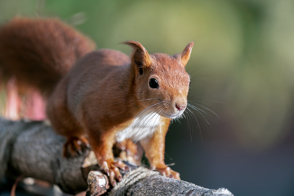 Eichhörnchen auf Ast | Deutschland | Premium-Wandbild von justsomewhere.com: Ein rotes Eichhörnchen in Dreiviertelansicht, aufmerksam auf einem dicken Ast sitzend vor einem weich aufgelösten, grünlichen Hintergrund in Deutschland. - Realisiert mit Pictrs.com
