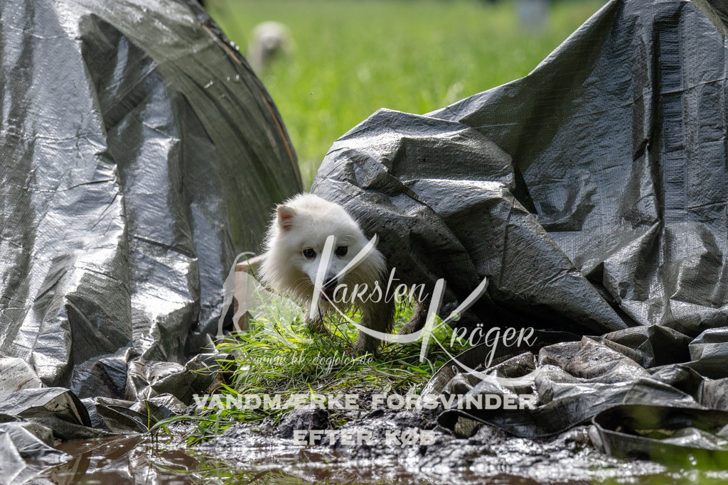 0930_ZZ90882 | kk-dogfotos