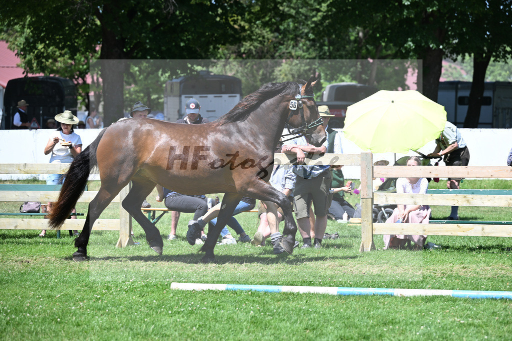Kat-Nr. 56 Endura v. Nussini II_Ammersinn_18250990 | hf-fotografie - Realizzato con Pictrs.com