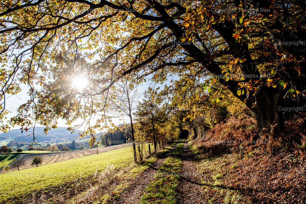 DSC_0564 | Odenwald, Neutscher Höhe, Herbsttimmung, Gegenlicht, Weg am Waldsrand, Bäume,  ,, Bild: Thomas Neu
