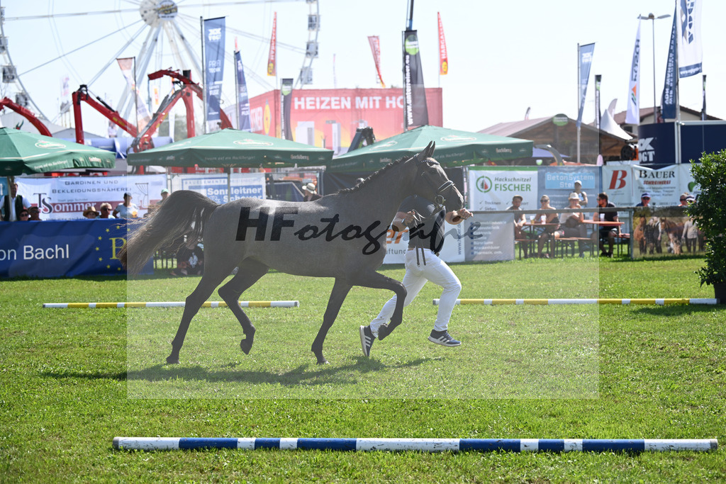 Kat-Nr. 28 nn v. Cayado_Sommer_34240589 | hf-fotografie - Realisiert mit Pictrs.com
