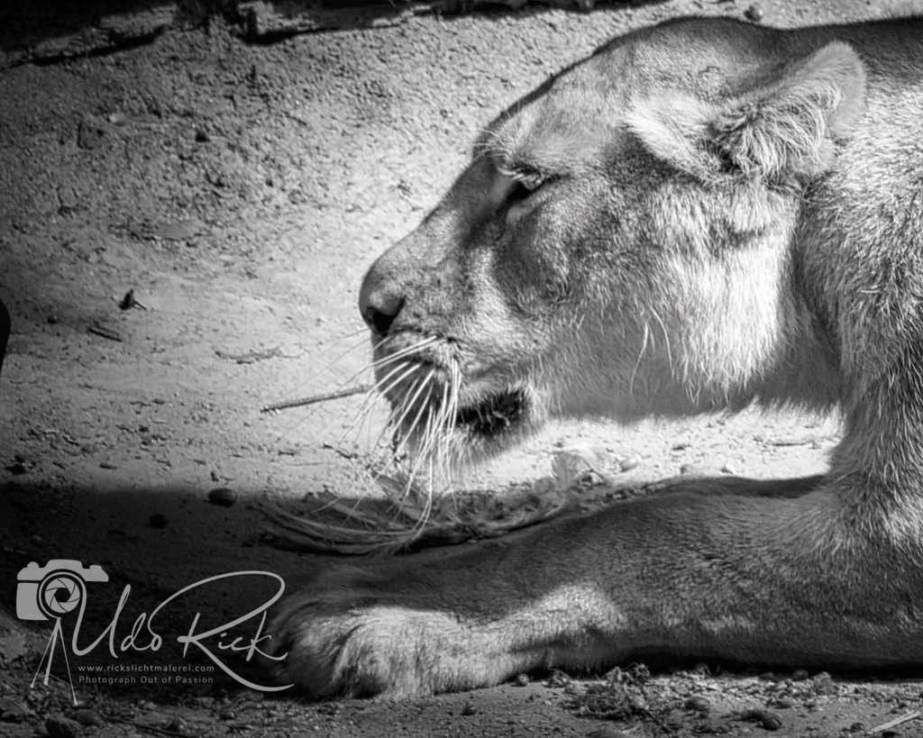 Leo8 | Entdecken Sie Fotografie aus Leidenschaft: Auftragsfotografie, HD-Fotos, Geschenkartikel aus Ihren Bildern und vieles mehr. Beauftragen Sie uns für besondere Momente!