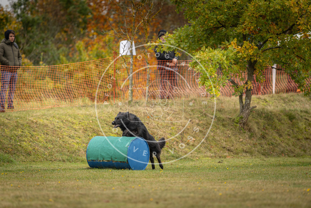 Pfotenfotografie_DV3A4397 | Hundefotografie, Tierfotograf, Pfotenfotografie, Fotoshooting Hund, Hunde Portrait, Hundesport, Hundeportraits, Heideshooting, Hunde, Sportfotograf, Hundefotograf, Turnierhundsport, THS,  - Realisiert mit Pictrs.com