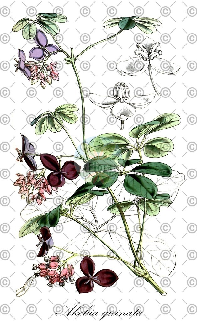 HistAbb_wfo-0000524888_1_ENZY_Simple | Historische Abbildung von Akebia quinata - Lardizabalaceae | Historical Illustration of Akebia quinata - Lardizabalaceae (chocolate-vine)