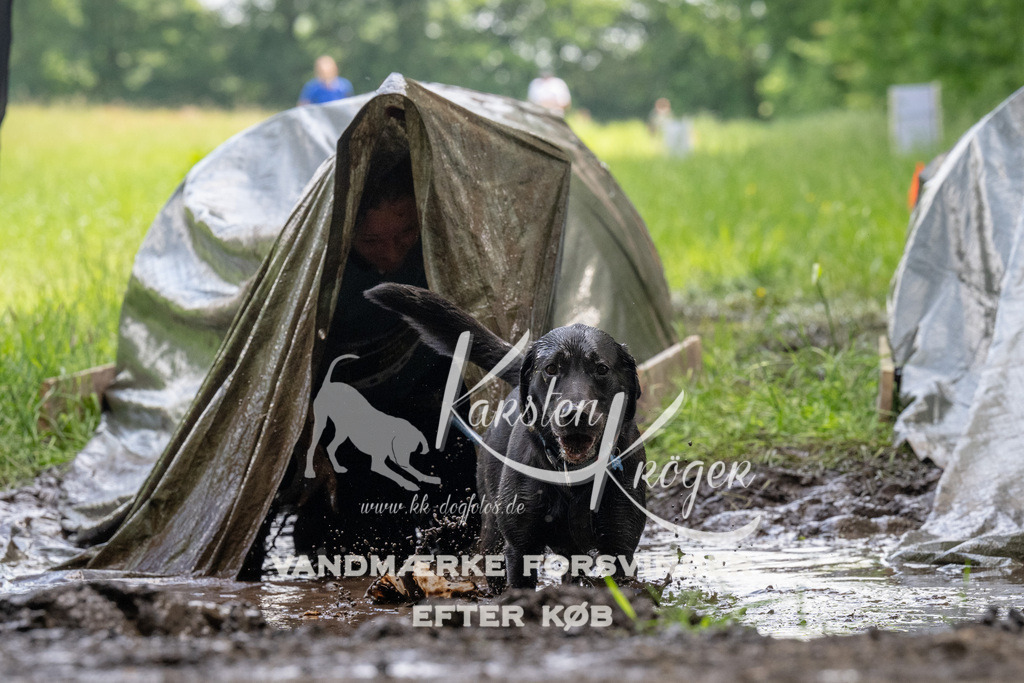 1147_ZZ94540 | kk-dogfotos