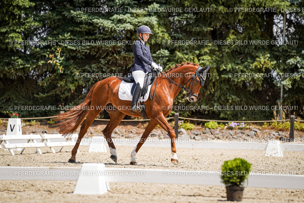 DSC01293 | Pferdegrafie