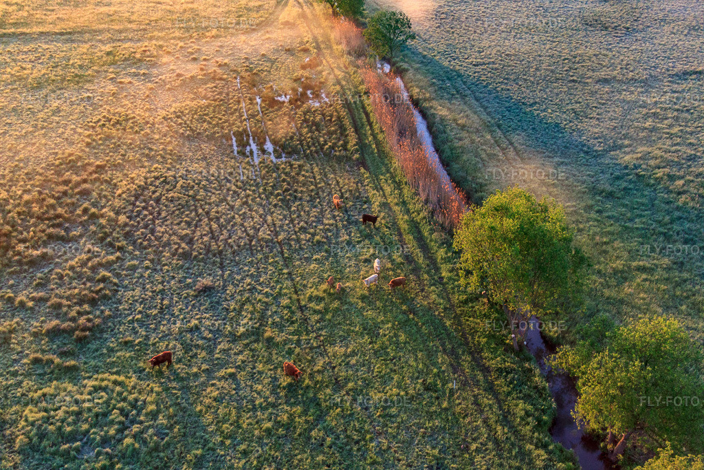 Luftbild: Weidende Rinder im Naturschutzgebiet Billigheimer Bruch im Ortsteil Mühlhofen in Billigheim-Ingenheim im Bundesland Rheinland-Pfalz in Deutschland. Foto: IMG_64531.jpg vom 04.05.2014 durch Werner Riehm/FLY-FOTO.de
