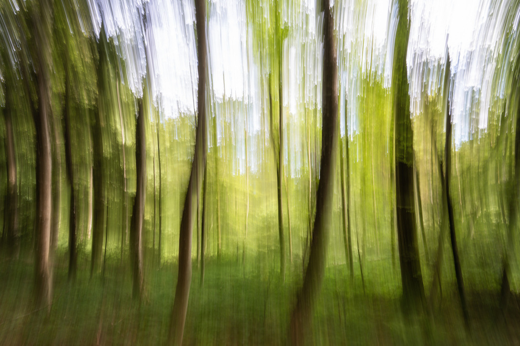 ICM Art Wald | Durch eine interne Kamerabewegung experimentiert man mit den Möglichkeiten der Kamera. - Realisiert mit Pictrs.com