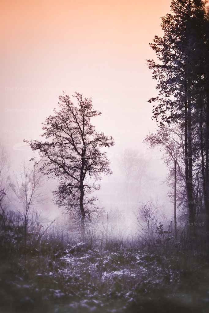 Magischer Morgen | People- und Tierfotografie, Imageaufnahmen, Veranstaltungsfotografie und Wandbilder aus der Natur ★ Made in Germany ✔️ Druck + Downloads ✔️ Naturfotografie in Top Qualität ★ schneller Versand, weltweite Lieferung! - Realisiert mit Pictrs.com