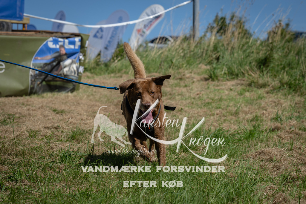 1257_ZZ97705 | kk-dogfotos