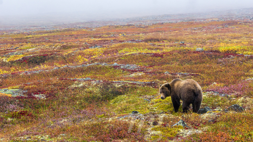 a grizzlys kingdom | a grizzly bear in a colorful automne tundra landscape near the Canadian Arctic CIrcle - Realisiert mit Pictrs.com