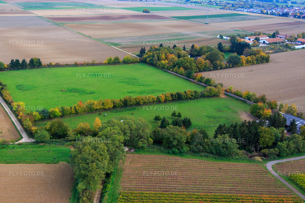 Luftbild: Koppel von Trakehner-Friedrich in Minfeld im Bundesland Rheinland-Pfalz in Deutschland. Foto: IMG_084562.jpg vom 23.10.2015 durch Werner Riehm/FLY-FOTO.de