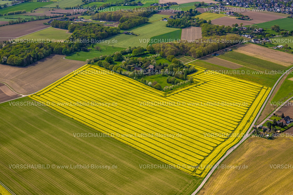 Xanten240402425MarienbaumRapsfelder | Luftbild, gelb blühende Rapsfelder am Ortsteil Marienbaum, Wohnhäuser Marienbaumer Straße und grüne Bäume, landwirtschaftliche Betriebe, Xanten, Niederrhein, Nordrhein-Westfalen, Deutschland
