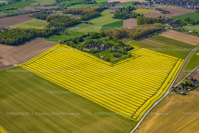 Xanten240402425MarienbaumRapsfelder | Luftbild, gelb blühende Rapsfelder am Ortsteil Marienbaum, Wohnhäuser Marienbaumer Straße und grüne Bäume, landwirtschaftliche Betriebe, Xanten, Niederrhein, Nordrhein-Westfalen, Deutschland