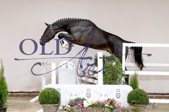 Cieran - Diamant De Semilly _ Darco 67 DE418180616121 DSC_5597_s | <meta name="description" content="★Offizieller Merchandise und Foto-/Videostore des Oldenburger Verbandes.★ ✅Jetzt auch digital Ausdrucke erhältlich." />
<meta name="keywords" content="Merchandise Foto-/Videostore Oldenburger Verband Photographie 