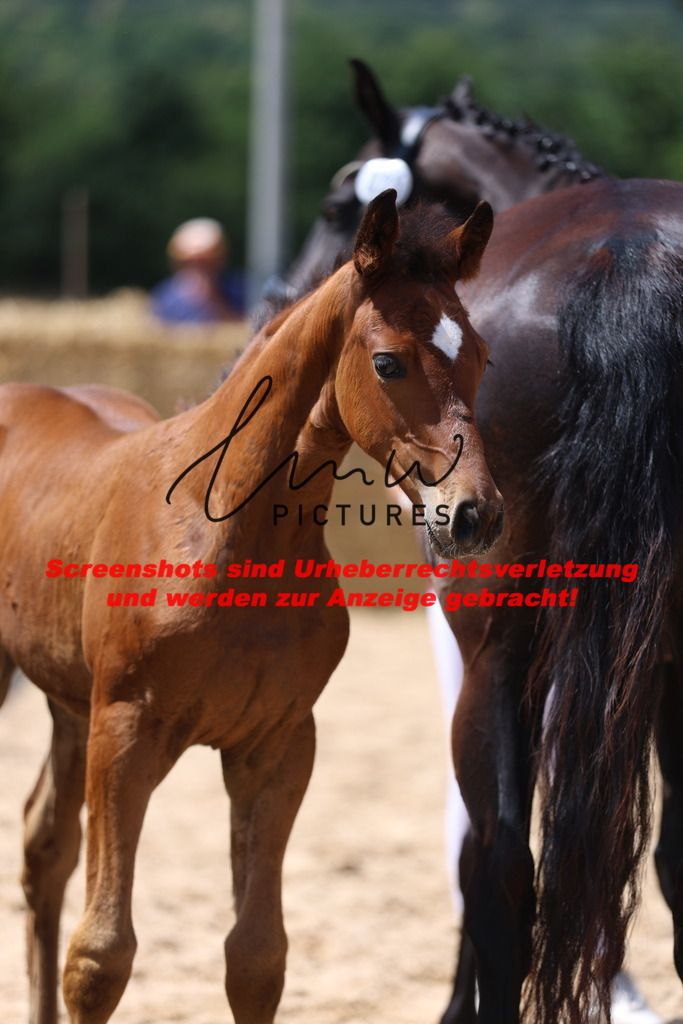 Fohlenschau_Schwäbisch_Hall_springbetonte_Fohlen_KN 25_7 | lmwpictures - Realisiert mit Pictrs.com