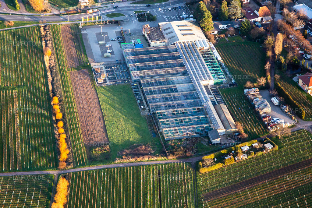 Luftbild: Gartencenter Edesheim GmbH in Edesheim im Bundesland Rheinland-Pfalz in Deutschland. Foto: IMG_135847.jpg vom 18.01.2023 durch Werner Riehm/FLY-FOTO.deFrühling gibt es bei uns! Bei Ihrem GCE !