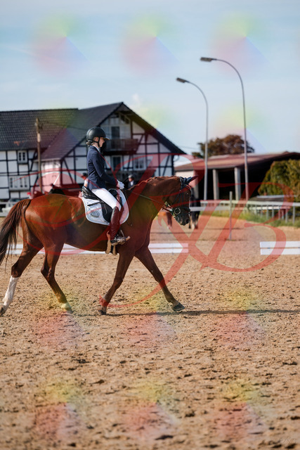 2026_10_03_Siefer-Hof_132844_Z63_89941247 | Professionelle Reitsport-, Turnier- und Eventfotografie von Robert Broda. Galerien mit ausgewählten und bearbeiteten Bildern direkt online ansehen und bestellen.