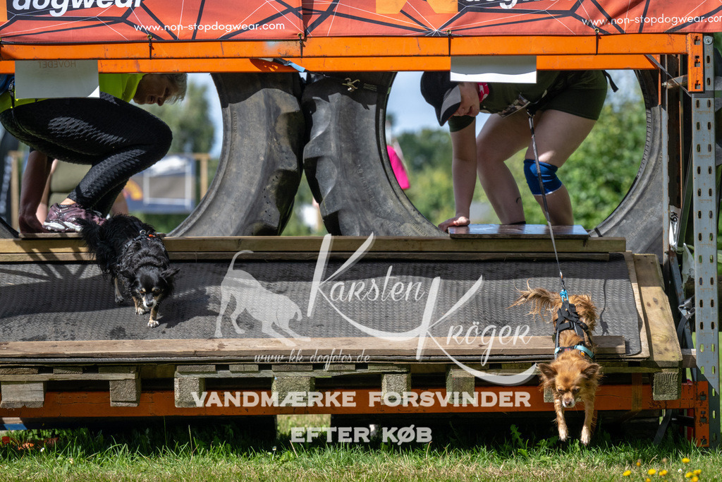 1539_ZZ93577 | kk-dogfotos