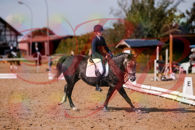 2026_10_03_Siefer-Hof_120348_Z81_05992740 | Professionelle Reitsport-, Turnier- und Eventfotografie von Robert Broda. Galerien mit ausgewählten und bearbeiteten Bildern direkt online ansehen und bestellen.
