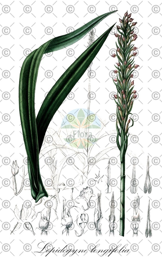 HistAbb_wfo-0000113253_1_ENZY_Simple | Historische Abbildung von Lepidogyne longifolia - Orchidaceae | Historical Illustration of Lepidogyne longifolia - Orchidaceae