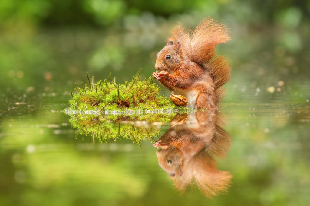 Wandbild: Eichhörnchen am Wasser | Dieses zauberhafte Naturfoto zeigt ein rotes Eichhörnchen auf einem Moospolster, das sich an einer Nuss labt – eingefangen in einem perfekten Spiegelbild auf der Wasseroberfläche. Das Motiv strahlt Ruhe, Natürlichkeit und Detailverliebtheit aus. Ideal als Wandbild für Naturliebhaber, Kinderzimmer, Wohnzimmer oder jede Umgebung, die eine harmonische, lebensnahe Atmosphäre sucht.