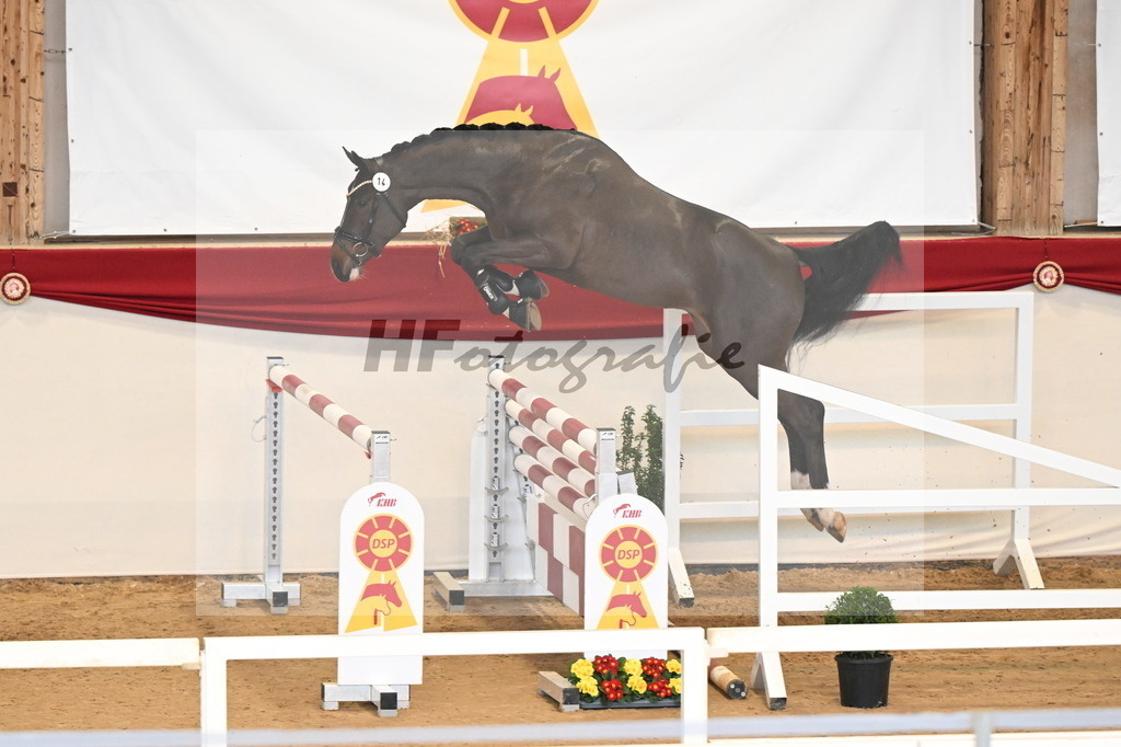 Kat.-Nr. 14 v. Cornet_s Balou (Balou du Reventon Z)_Keitel und Laue_3261549 | hf-fotografie - Realizzato con Pictrs.com