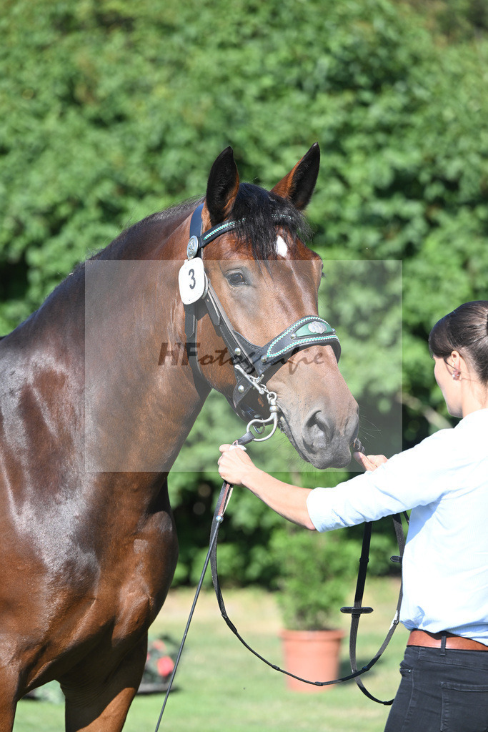 Kat-Nr. 3 Rosalie_Schaffner_20230032 | hf-fotografie - Realisiert mit Pictrs.com