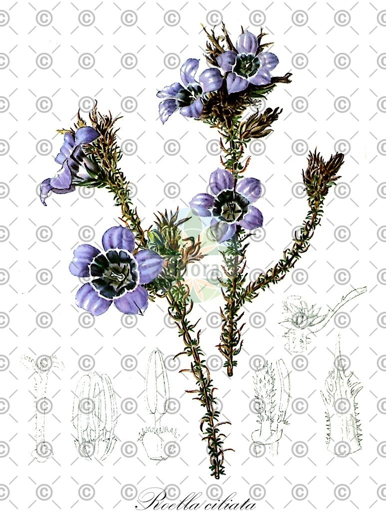 HistAbb_wfo-0000464788_1_ENZY_Simple | Historische Abbildung von Roella ciliata - Campanulaceae | Historical Illustration of Roella ciliata - Campanulaceae