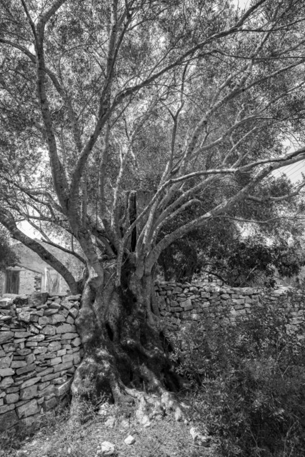 Olive Baum / Olea europaea, Olivia / Olive tree | Kreative Fotografie von Fotoloft-MaciejRusinek aus Frankfurt am Main. Große Motivauswahl in individuell ausgewählten Formaten auf unterschiedlichen Materialien. Bestellen bequem online.
Preise sind variable, je nach Material und Größe. 
 - Realisiert mit Pictrs.com