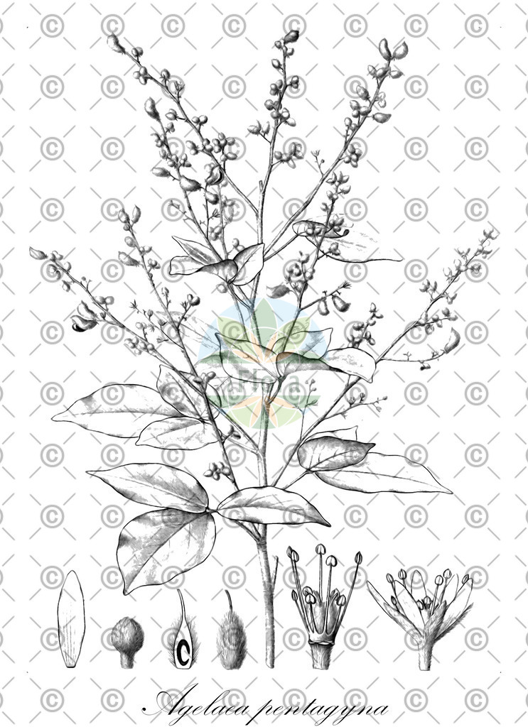 HistAbb_wfo-0000523775_1_ENZY_Simple | Historische Abbildung von Agelaea pentagyna - Connaraceae | Historical Illustration of Agelaea pentagyna - Connaraceae