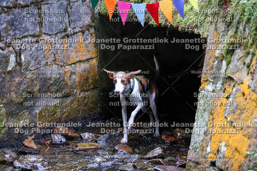 Dog Paparazzi -  TH 26-594 | Dog Paparazzi Jeanette Grottendiek Fotografie & Videografie - Realisiert mit Pictrs.com