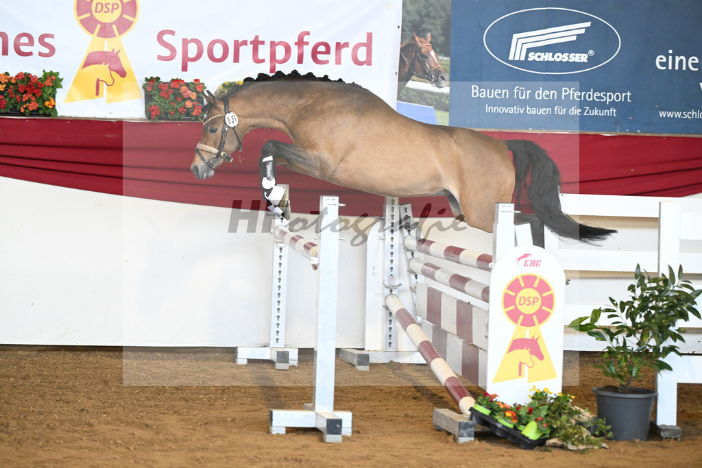 Kat-Nr. 51 Crown Decadence VR v. Hesselteichs Golden Dream_van der Raadt_16250573 | hf-fotografie - Realisiert mit Pictrs.com
