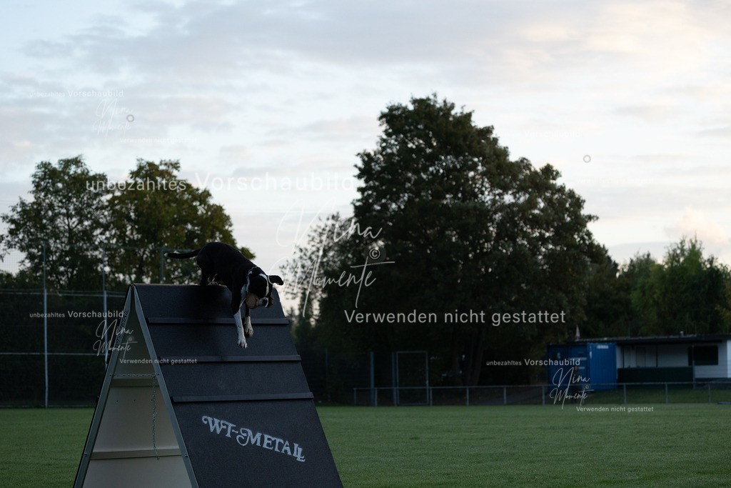 _16A5760 | Einzigartige Fotos von Hunden & Menschen –Actionfotos, Portraits, Vereinsaufnahmen & Paarshootings – authentisch, lebendig & mit Herz.