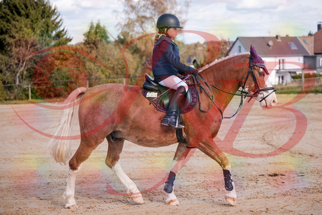 2026_10_03_Siefer-Hof_144332_Z81_17093786 | Professionelle Reitsport-, Turnier- und Eventfotografie von Robert Broda. Galerien mit ausgewählten und bearbeiteten Bildern direkt online ansehen und bestellen.