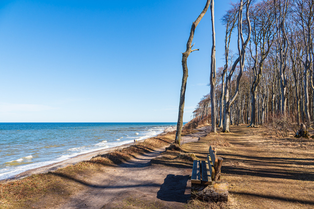 Gespensterwald an der Ostseeküste bei Nienhagen | Gespensterwald an der Ostseeküste bei Nienhagen.
