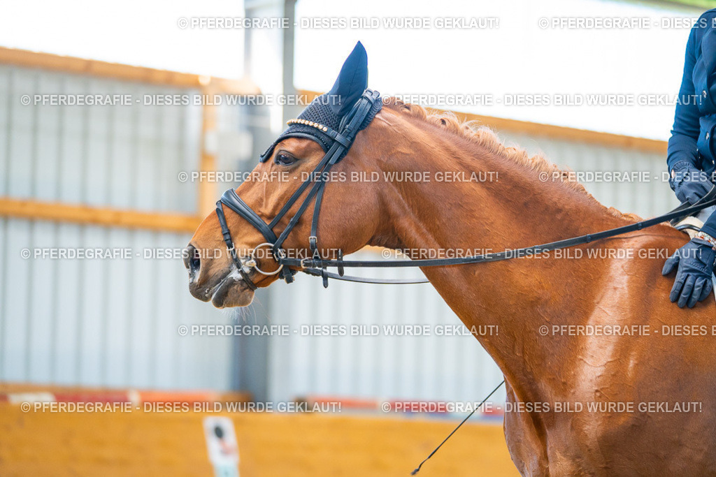 DSC07587 | Pferdegrafie