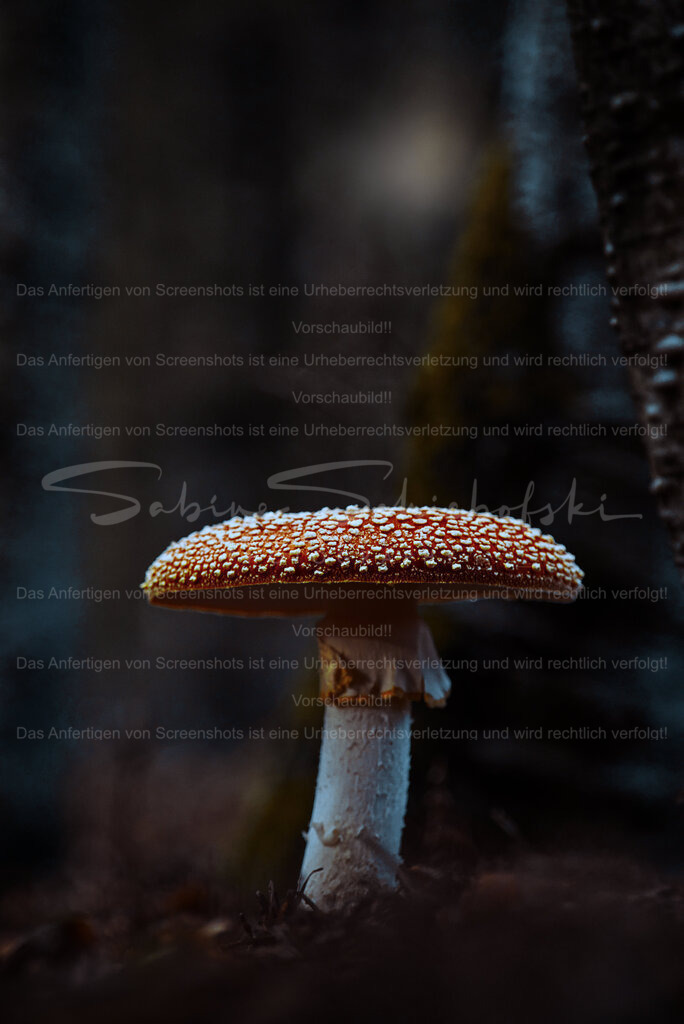 Wandbild "Fliegenpilz" | People- und Tierfotografie, Imageaufnahmen, Veranstaltungsfotografie und Wandbilder aus der Natur ★ Made in Germany ✔️ Druck + Downloads ✔️ Naturfotografie in Top Qualität ★ schneller Versand, weltweite Lieferung! - Realisiert mit Pictrs.com