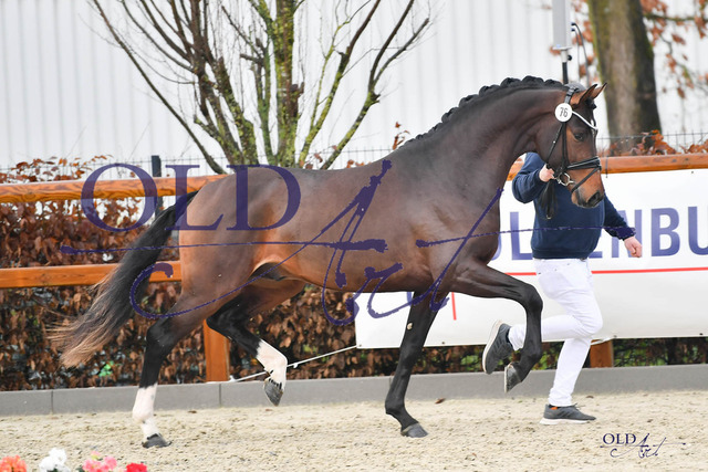 76 DE433330137120 HM Viva Gold - De Niro - Placido DSC_0009 | <meta name="description" content="★Offizieller Merchandise und Foto-/Videostore des Oldenburger Verbandes.★ ✅Jetzt auch digital Ausdrucke erhältlich." />
<meta name="keywords" content="Merchandise Foto-/Videostore Oldenburger Verband Photographie 