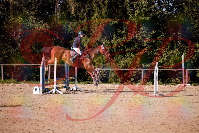 2026_10_03_Siefer-Hof_155630_Z81_76121678 | Professionelle Reitsport-, Turnier- und Eventfotografie von Robert Broda. Galerien mit ausgewählten und bearbeiteten Bildern direkt online ansehen und bestellen.
