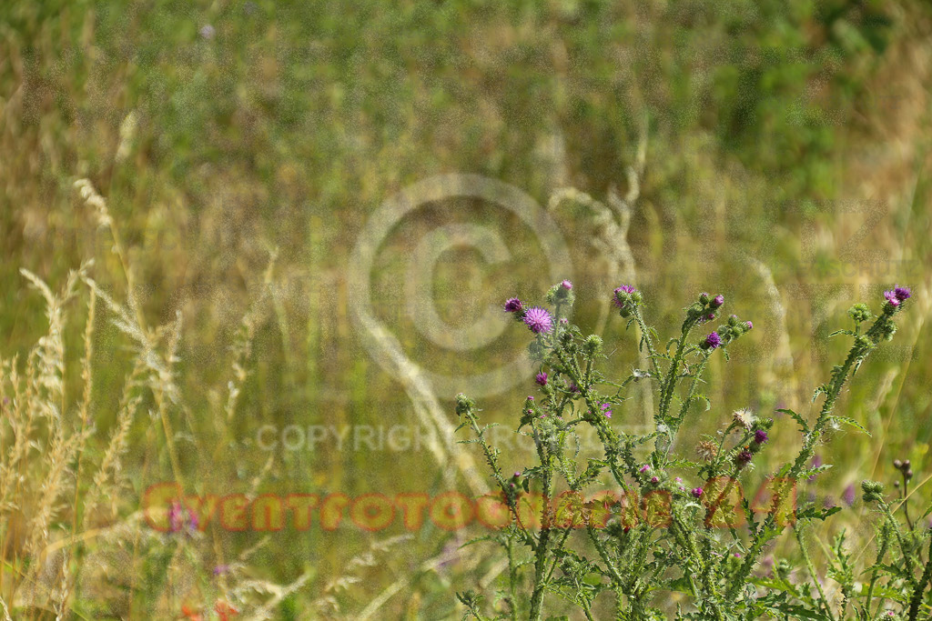 220618_1052_EX1_9137 | Sportfotografie im Rhein-Sieg Kreis, Köln, Bonn, NRW, Rheinland Pfalz, Hessen, etc. Unser Tätigkeitsfeld umfasst den Laufsport vom Volkslauf über den Marathon, Duathlon, Triathon bis zum Ultralauf wie Kölnpfad Ultra oder Schindertrail.