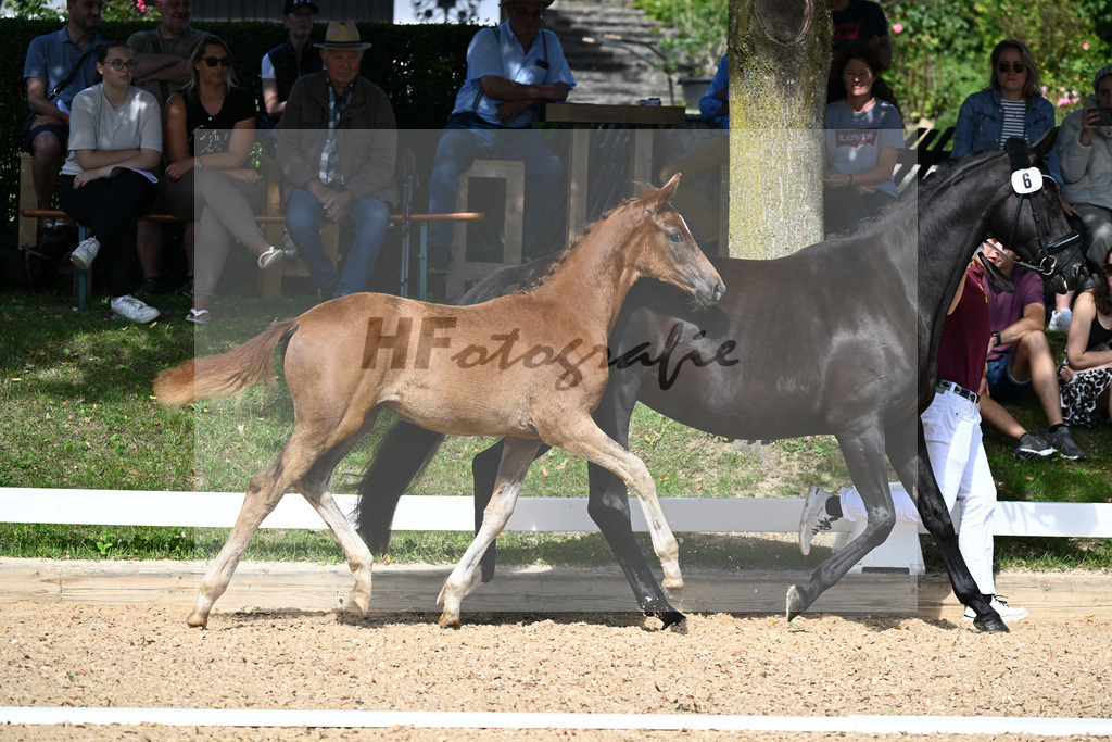 Kat-Nr. 6 SF DSP Va Bene x Millennium_Gebler_27230132 | hf-fotografie - Realisiert mit Pictrs.com