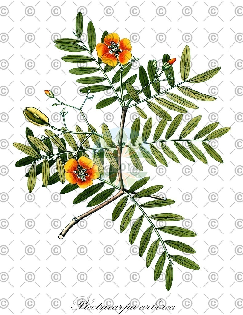 HistAbb_wfo-0000276268_1_ENZY_Simple | Historische Abbildung von Plectrocarpa arborea - Zygophyllaceae | Historical Illustration of Plectrocarpa arborea - Zygophyllaceae