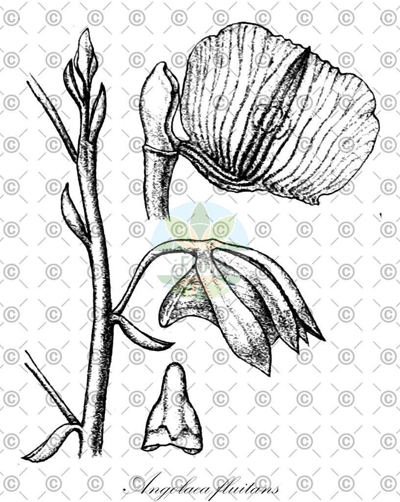 HistAbb_wfo-0000536542_243_ENZY_Simple | Historische Abbildung von Angolaea fluitans - Podostemaceae | Historical Illustration of Angolaea fluitans - Podostemaceae