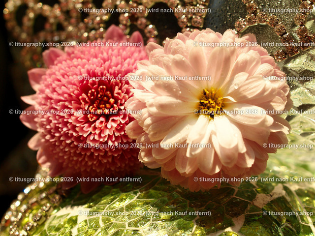 titusgraphy_PB251208-vz-ln | titusgraphy-shop: Geschenkideen mit Qualitätsfotos. titusgraphy-shop: gift ideas with quality photos. titusgraphy-shop: idées cadeaux avec photos de qualité.  - Realisiert mit Pictrs.com
